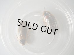 画像2: デュビア（大：３ｃｍ〜４ｃｍ）　１００匹