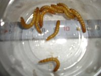 ミルワーム　200匹