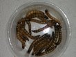 画像2: ジャイアントミルワーム（４〜５ｃｍ）　３００ｇ