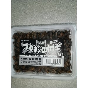 画像: 冷凍フタホシコオロギMサイズ100g