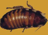 画像: マダガスカルコックローチ　（大：５ｃｍ〜６ｃｍ　）　5匹