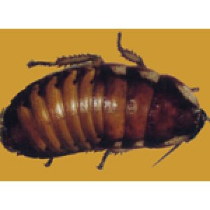 画像: マダガスカルコックローチ　（大：５ｃｍ〜６ｃｍ　）　5匹