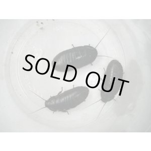 画像: マダガスカルコックローチ　（中：３ｃｍ〜４ｃｍ）　２０匹