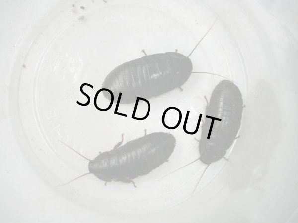 画像1: マダガスカルコックローチ　（中：３ｃｍ〜４ｃｍ）　２０匹