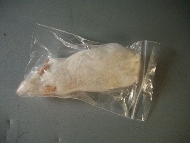 画像1: ;冷凍りタイアマウス