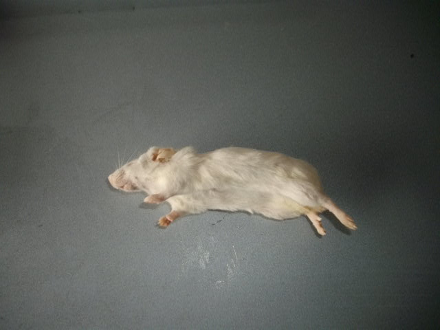 画像1: ;冷凍ホッパーマウス